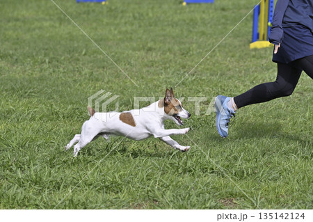 ドッグランで愛犬と遊ぶ女性　ジャックラッセルテリア 135142124