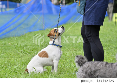 愛犬と遊ぶ女性 ジャックラッセルテリア 愛犬と遊ぶ女性 ジャックラッセルテリア 135142125