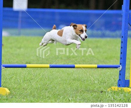 ドッグランで遊ぶ犬 ジャックラッセルテリア ドッグランで遊ぶ犬 ジャックラッセルテリア 135142128