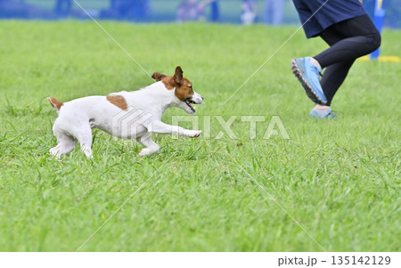 愛犬と遊ぶ女性　ジャックラッセルテリア 135142129