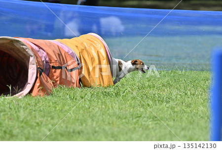 ドッグランで遊ぶ犬 ジャックラッセルテリア ドッグランで遊ぶ犬 ジャックラッセルテリア 135142130
