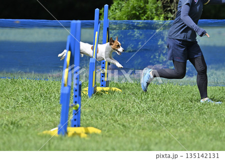 愛犬と遊ぶ女性　ジャックラッセルテリア 135142131