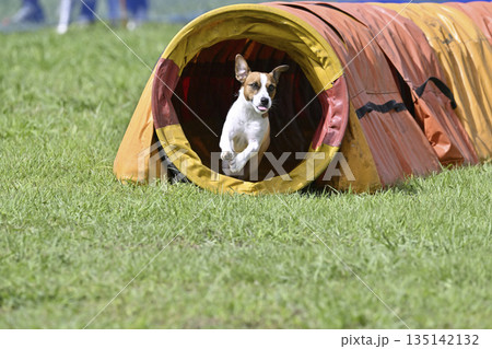 ドッグランで遊ぶ犬 ジャックラッセルテリア ドッグランで遊ぶ犬 ジャックラッセルテリア 135142132