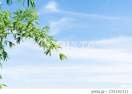 Vibrant green bamboo leaves on branches against a clear bright blue sky with thin white clouds. Minimalist nature background with copy space. Peaceful tropical foliage outdoor scene. 135142311