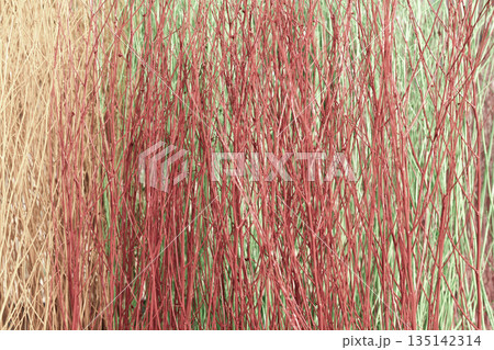Abstract background of thin vertical branches painted in vibrant red, green, and tan colors. Decorative natural twigs bundle for interior design, floral arrangements, and textures. 135142314