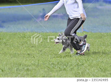 ドッグランで遊ぶ女性と愛犬 ミニシュナ ドッグランで遊ぶ女性と愛犬 ミニシュナ 135142495
