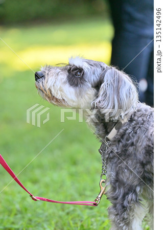 ドッグランで遊ぶ女性と愛犬 ミニシュナ ドッグランで遊ぶ女性と愛犬 ミニシュナ 135142496