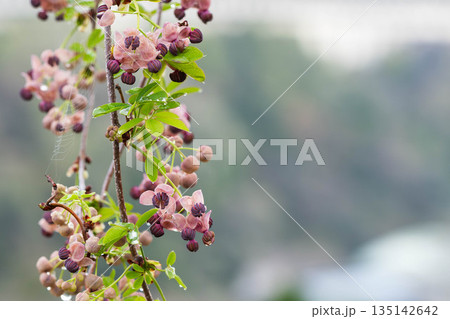 アケビの花 135142642