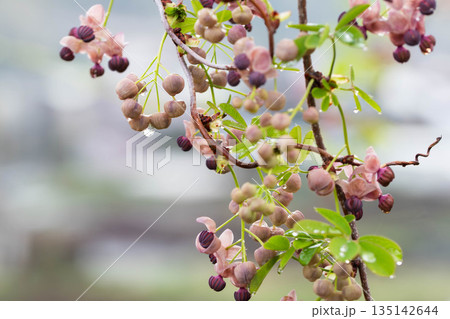 アケビの花 135142644