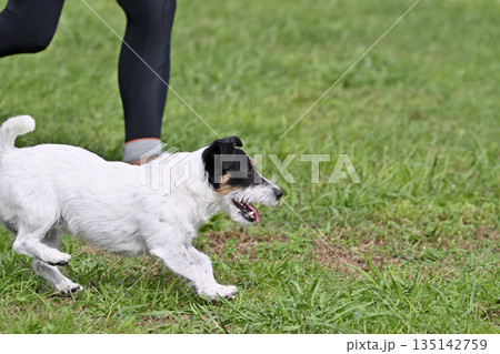ドッグランで愛犬と遊ぶ女性　ジャックラッセルテリア 135142759