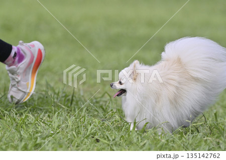 ドッグランで遊ぶ女性と愛犬 ポメラニアン ドッグランで遊ぶ女性と愛犬 ポメラニアン 135142762