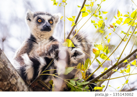 Ring tailed lemur in Madagascar sits on a tree branch surrounded by green leaves 135143002
