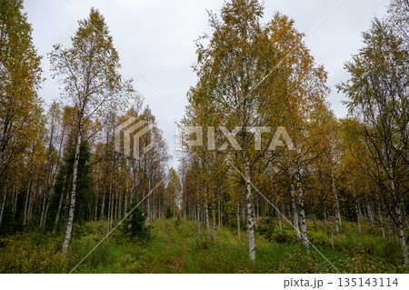 Autumn birch forest path with yellow leaves in Finnish Lapland Autumn birch forest path with yellow leaves in Finnish Lapland 135143114