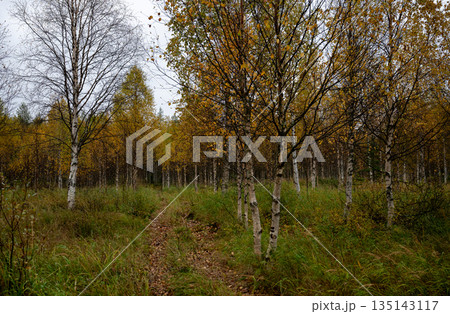 Autumn birch forest path with yellow leaves in Finnish Lapland Autumn birch forest path with yellow leaves in Finnish Lapland 135143117