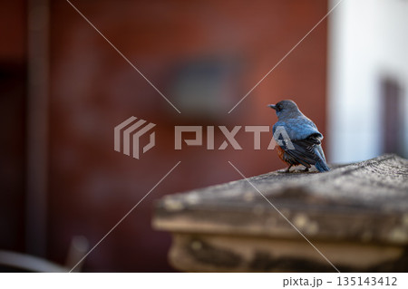 長崎の朝と、一羽の鳥 135143412