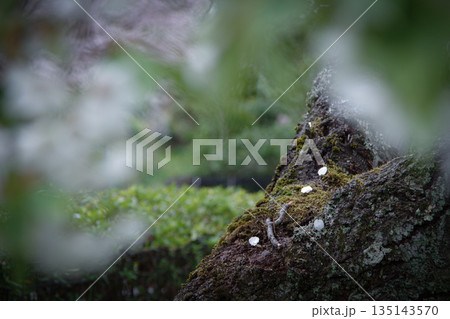 桜の花びらが乗った苔むした木 135143570