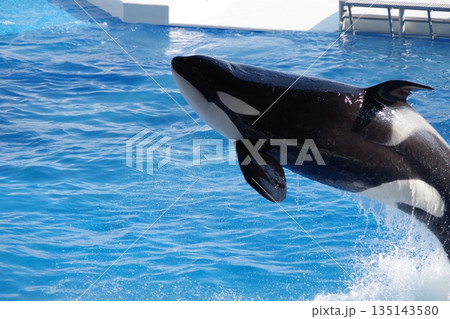 ジャンプするシャチ 135143580