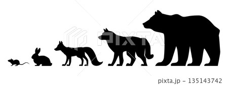 Forest animals. Black silhouettes of bear and wolf. Fox profile view. Hare and mouse. Woodland mammals sizes. Hunting sequence infographic. Tundra fauna. Vector set on white background Forest animals. Black silhouettes of bear and wolf. Fox profile view. Hare and mouse. Woodland mammals sizes. Hunting sequence infographic. Tundra fauna. Vector set on white background 135143742