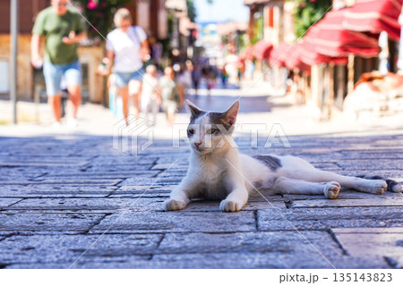 A Cat Relaxing on a Cobblestone Street Amidst a Lively, Colorful Village with People Walking in the Background 135143823