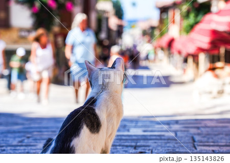 A Peaceful Cat Observing a Bustling City Street Full of People and Colorful Shops in a Sunny Atmosphere A Peaceful Cat Observing a Bustling City Street Full of People and Colorful Shops in a Sunny Atmosphere 135143826