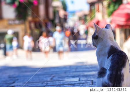A Curious Cat Observes the Lively Street Scene, Capturing the Essence of Everyday Life in a Vibrant Urban Environment with Colorful Backgrounds and People Walking 135143851