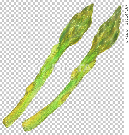 アスパラガスのイラスト オイルパステル画 135144167