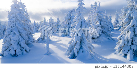 Winter mountain landscape with snow covered evergreen forest and soft rolling terrain. Pristine alpine scenery with long shadows, blue tones, and untouched snow under clear winter light. Winter mountain landscape with snow covered evergreen forest and soft rolling terrain. Pristine alpine scenery with long shadows, blue tones, and untouched snow under clear winter light. 135144308