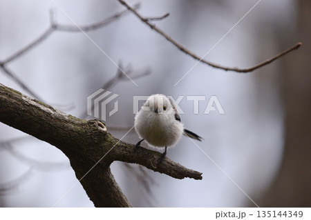 まんまるのシマエナガ 135144349