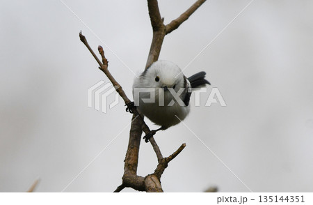 こちらを見るシマエナガ 135144351