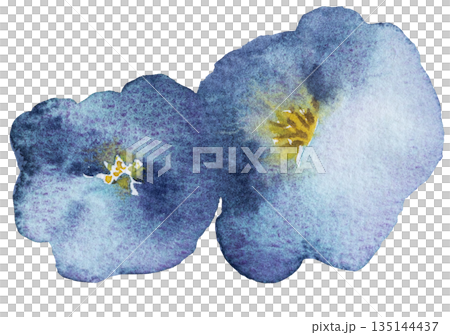 Watercolor blue wild flower isolated illustration, floral wedding and greeting element Watercolor blue wild flower isolated illustration, floral wedding and greeting element 135144437
