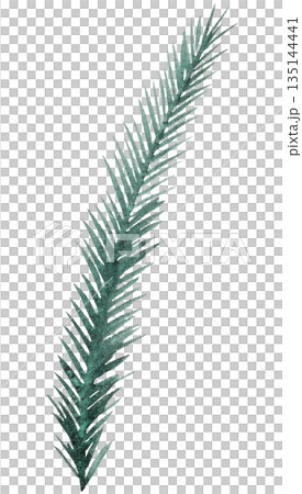 Hand drawn watercolor green spruce or pine tree twig, isolated illustration for winter wedding Hand drawn watercolor green spruce or pine tree twig, isolated illustration for winter wedding 135144441