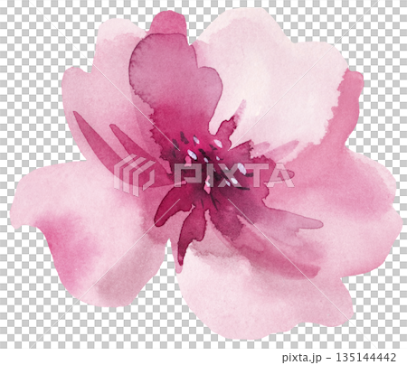 Watercolor light pink rose flower isolated illustration, spring wedding floral pastel element 135144442