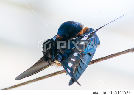 羽の模様が美しいツバメ 羽の模様が美しいツバメ 135144528