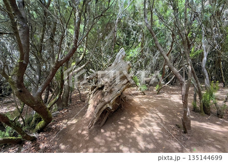Weathered Tree Stump in Dense Forest 135144699