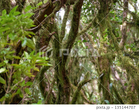 Anaga Forest Tenerife, Mossy Trees and Ancient Laurel Jungle 135144707