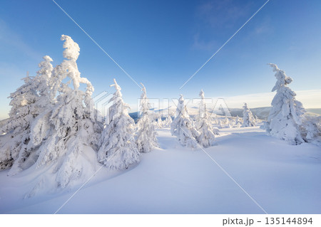 Beautiful Winter Mountain Panorama with Snowy Spruce Trees and Peaks in the Background 135144894