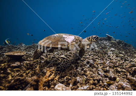 Sea turtle relaxing on corals in blue ocean. Turtle swim underwater 135144992