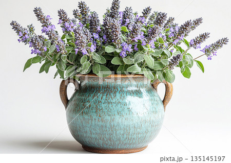 Bush is grow in ceramic pot. Potted sage plant with gray-green leaves and purple flowers on a white background. Herb in pot. Salvia is grown as garden plants. 135145197