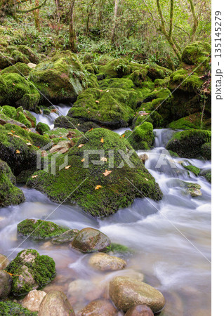 Vertical view a deep forest with a stream of water flows over mossy rocks. Vertical view a deep forest with a stream of water flows over mossy rocks. 135145279