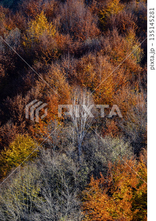 Vertical view the forest with trees in various shades of green and yellow 135145281