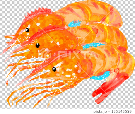 一隻紐帶蝦的插圖 一隻紐帶蝦的插圖 135145559
