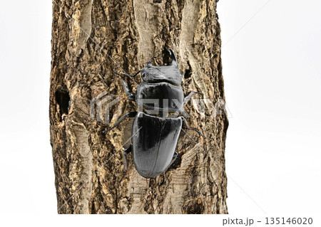 オオクワガタ  雌雄モザイク 135146020