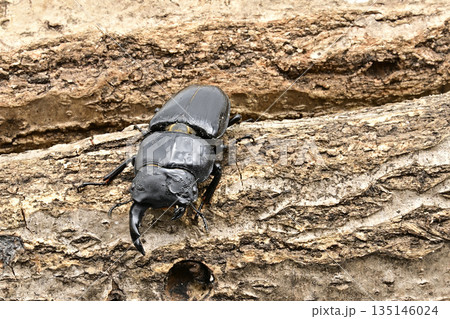 オオクワガタ  雌雄モザイク 135146024
