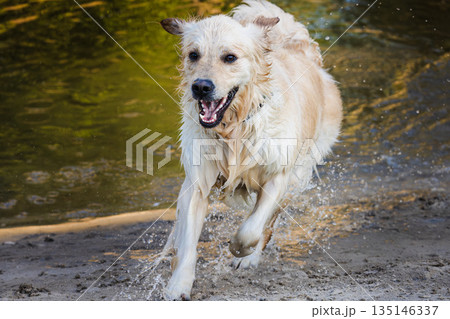 Golden Retriever dog running out of shallow river water onto sandy shore during summer walk 135146337