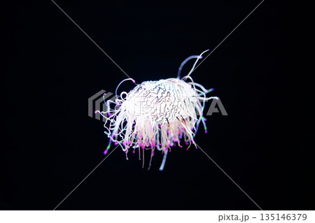 ハナガサクラゲ 135146379