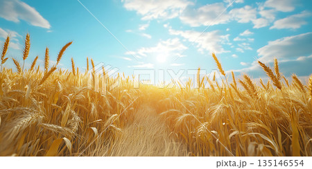 Golden Wheat Field Sunlit Landscape Photography 135146554