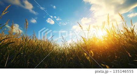 Stunning Sunset Golden Hour Meadow Landscape Photography 135146555