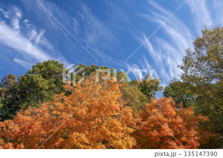 Autumn forest leaves landscape on autumnal background. Colorful foliage in the park Autumn forest leaves landscape on autumnal background. Colorful foliage in the park 135147390
