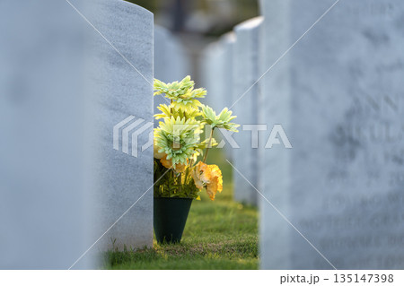 Army veteran cemetery with white headstones. Tombs of retired military soldiers. Memorial Day concept 135147398