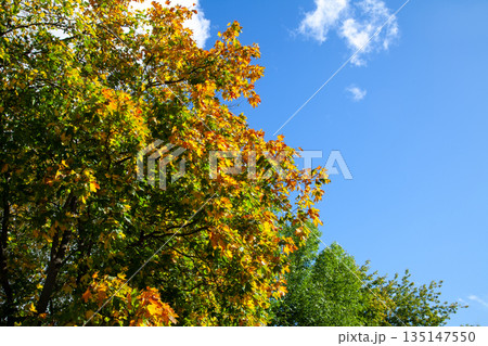 Autumn maple leaves against bright blue sky Autumn maple leaves against bright blue sky 135147550